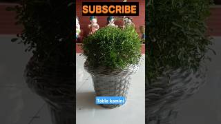 Table kaminiplants indoorplants shorts youtube bestplants viralvideo knowledge [upl. by Arada]