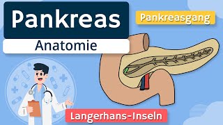 Pankreas  Aufbau und Funktion einfach erklärt [upl. by Madelene]