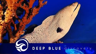 Moray eel lashes out at diver and more incredible moments  documentary [upl. by Nepean915]