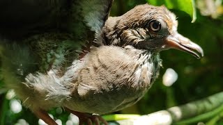 Baby mourning dove call sounds amp activities  Juvenile [upl. by D'Arcy979]