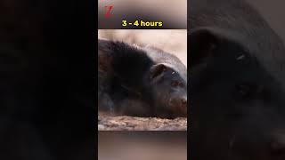 Honey Badger youtubeshorts shorts animals trending [upl. by Mahmoud]