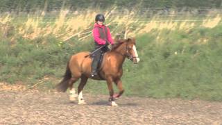 Family Rehome Riding Driving and Showjumping Ponies [upl. by Fleischer]