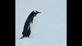 Seabourn Venture Antarticia [upl. by Eelarac799]