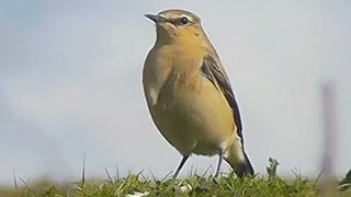 Northern Wheatear  Birdwatching England [upl. by Ahel]