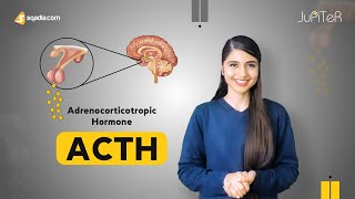 Adrenocorticotropic Hormone ACTH  Adrenal Gland Physiology Student Lecture  VLearning™ [upl. by Urbain]