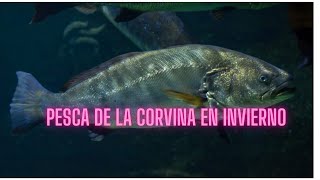 Pesca de Corvina en Invierno Técnicas y Consejos para Capturas Épicas [upl. by Atsirhc]