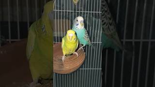 Budgie Sound shorts shortsfeed trending budgies birds Parrot [upl. by Mezoff]