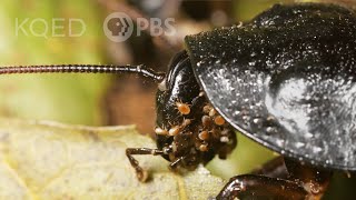 You Wish You Had Mites Like This Hissing Cockroach  Deep Look [upl. by Sitruc]