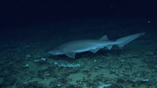 Bluntnose Sixgill Shark [upl. by Zoe]