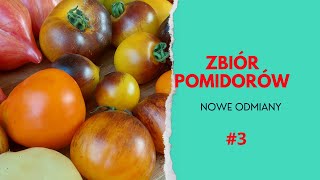 Zbiór Pomidorów Rose Quartz Multiflora 🍅 Pomidor BELLA [upl. by Ahsinhoj672]