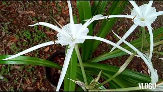 Beach Spider Lily or Hymenocallis Littoralis Imelda Ingram USA [upl. by Derman675]