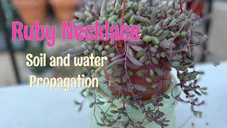 How to Propagate Ruby Necklace Othona Capensis Succulent Propagation Water and Soil [upl. by Cristian680]