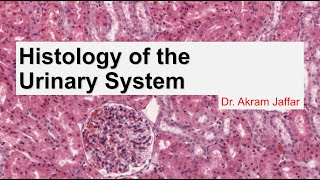 Histology of the urinary system [upl. by Adnuhsar]