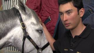 Alex Hua Tian supports World Horse Welfare [upl. by Daht]