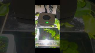 My AI Freshwater LED aquarium light has changed my entire tank Plants are growing fast aquarium [upl. by Fritze]