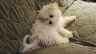 Cute Maltese puppy dog chasing his own tail funny video puppies play bark things [upl. by Stella]