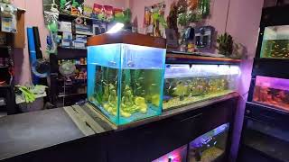 quotExploring the Wonders of Fancy Fish Box Aquarium Store Varieties of Betta aquariumnepal bettafish [upl. by Attelliw]