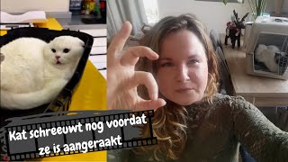 Kattengedragstherapeut reageert op kattenfilmpje 3  Angstige kat met geluiden bij dierenarts [upl. by Airoled]