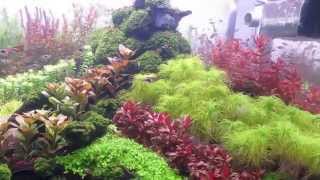 120 Gallon planted aquarium Dutch Nature style mix [upl. by Azarcon105]