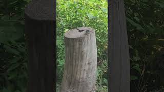 Blackcapped chickadee encounter chickadee hiking birdwatching bird [upl. by Chen]