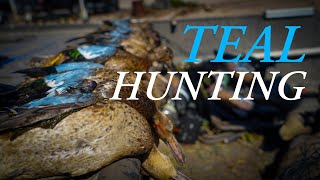 TEAL Hunting Public Land  2024 Louisiana Teal Season [upl. by Eehtomit45]