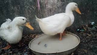 Duck Food  Duck Feed  Duck Eating Food  Pet Food and Care duklings cuteducks babyducks Ep 51 [upl. by Odirfliw]