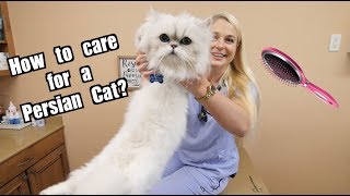 How To Care for a Persian Cat [upl. by Loesceke]