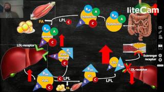 Familial Hypercholesterolemia [upl. by Naujad]