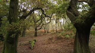 cannock chase stunning in autumn  Cinematic Drone Dji Mini 3 Pro [upl. by Mccartan]