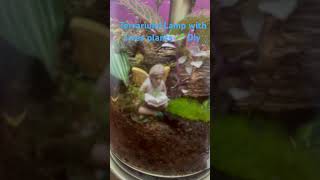 TerrariumLamp wlive plants 🌱 DIY terrarioplantas terrario hazlotumismo terrariumdiy [upl. by Lazar]