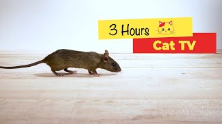 CAT TV  Mouse for cats to watch 3 HOURS [upl. by Kenna3]