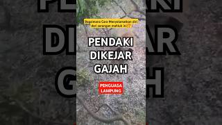 Pendaki Dikejar Gajah‼️kondego mountains hiking camping traveling pendaki survival [upl. by Kcirdaed]