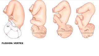 Fetal Skull Diameters Made Easy  Obstetrics [upl. by Joli]