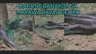 DAKUNG BANAKON SA MAPAWA MARAGUSAN DAVAO DE ORO Video Courtesy to the rightful owner shortvideo [upl. by Aggi]