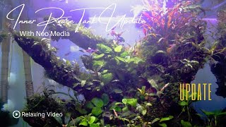 Update on Inner Peace Epiphyte Tank  Handheld cam video relaxing Tamil Channel [upl. by Enahs]