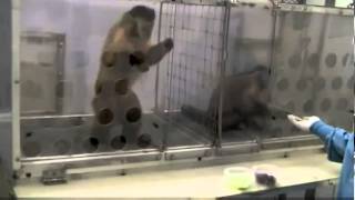 Capuchin Monkeys Reject Unequal Pay [upl. by Ilyssa]