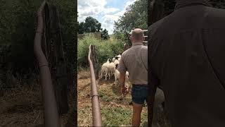 Offloading our First Dorper sheep [upl. by Naejamron]