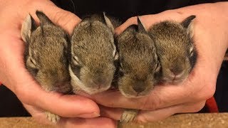 How to Rescue baby bunnies and keep them alive [upl. by Merkle179]