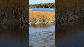 Chincoteague Island Bay Oyster Beds nature chincoteague oysters ocean water coastalwildlife [upl. by Giacomo831]