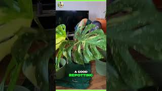 Mastering the Art of Plant Repotting in Seconds 🌱⏰🪴 [upl. by Goode907]