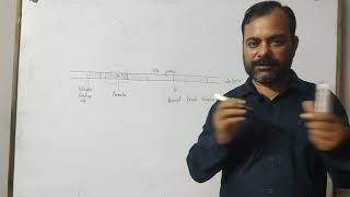 Regulation of gene expression  Operon model  lac operon and trp operon [upl. by Eaves]