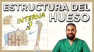 Anatomía del HUESO Estructura interna SISTEMA DE HAVERS OSTEONA Cortes histológicos [upl. by Blanch899]