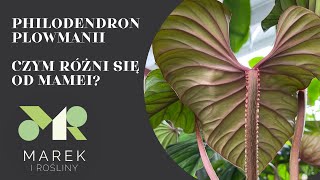 Philodendron plowmanii  czym różni się od philodendrona mamei Pokazuję różnice [upl. by Gunthar468]