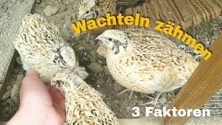 Wachteln zähmen [upl. by Efthim]