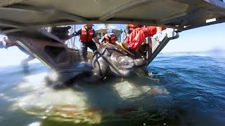 Leatherback Turtles Understanding the Pacific Population [upl. by Eirtemed]