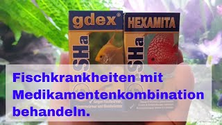 Fischkrankheiten im Aquarium mit Kombination von Medikamenten behandeln [upl. by Ateuqahs]