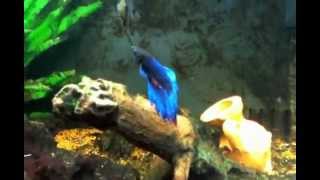 Pesce combattente  Fighting fish [upl. by Ulrike]