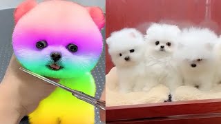 2024 Chó Phốc Sóc Mini 😍 Funny and Cute Pomeranian 😺🐶  cute animals199 [upl. by Anitsyrk]