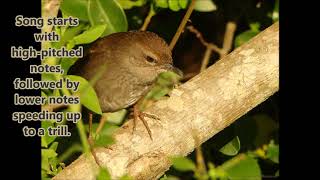 Barratts Warbler call [upl. by Nasas]