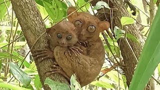 TARSIER THE SMALLEST PRIMATES MEASURING 916 CM THEIR EYES ARE DISPROPORTIONATELY LARGE tarsier [upl. by Seessel]